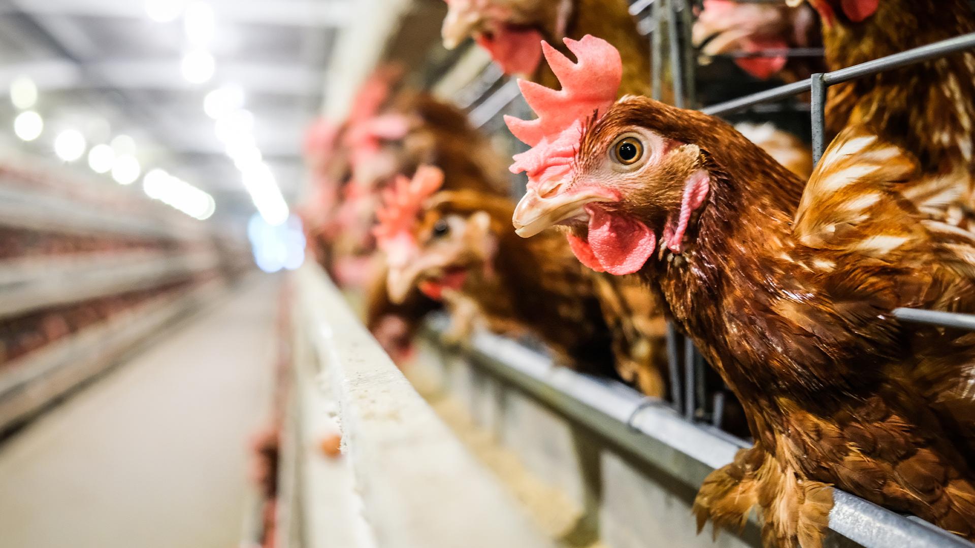 O papel dos geradores na avicultura moderna: Garantindo o fornecimento contínuo de energia